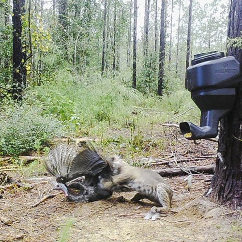 Bobcat attacks and kills wild turkey feeding at feeder