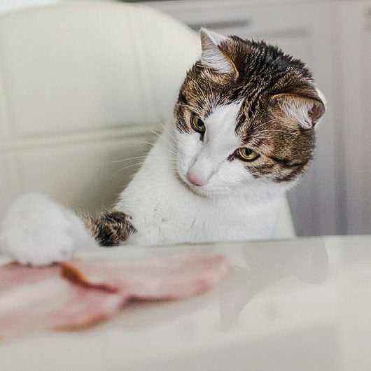 Cat and ham