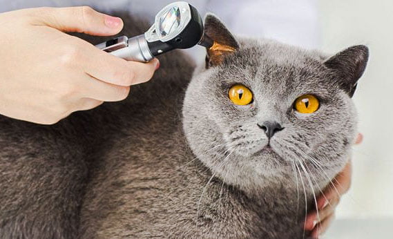 Cat ear health problems