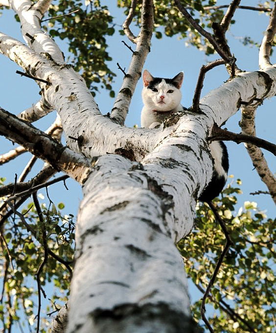 Cat in tree. Is she stuck?