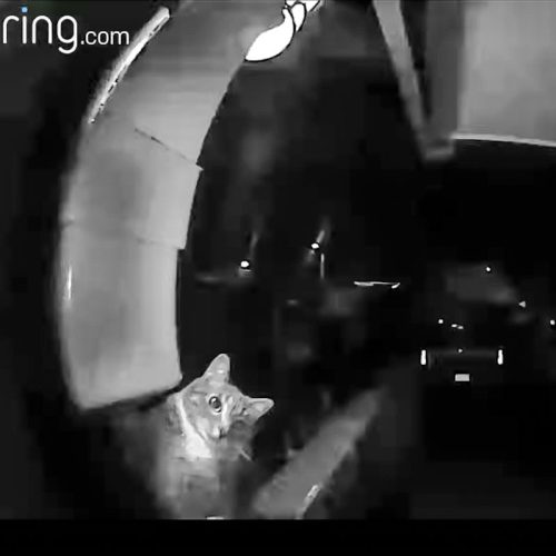 Cat uses Ring Doorbell to get in