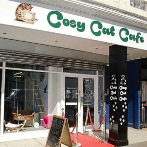 Cosy Cat Cafe may have to close