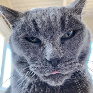 Doctor said she will humanely declaw this cat