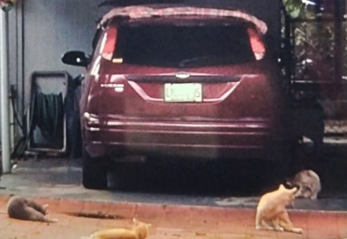 Four comunity cats surround Mr Santana's car