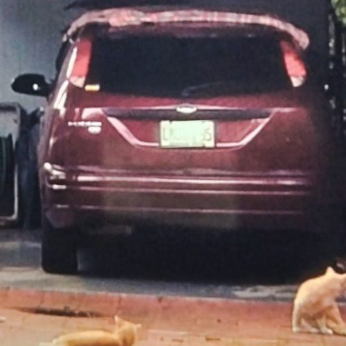 Four comunity cats surround Mr Santana's car
