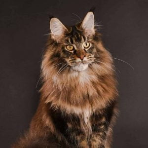 Maine Coon