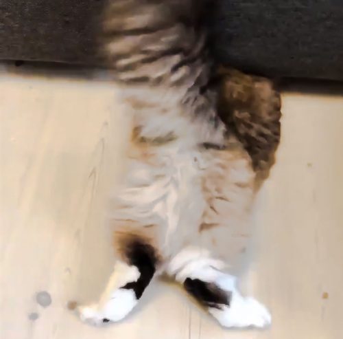Ragdoll cat gets under a sofa with a 7 cms gap