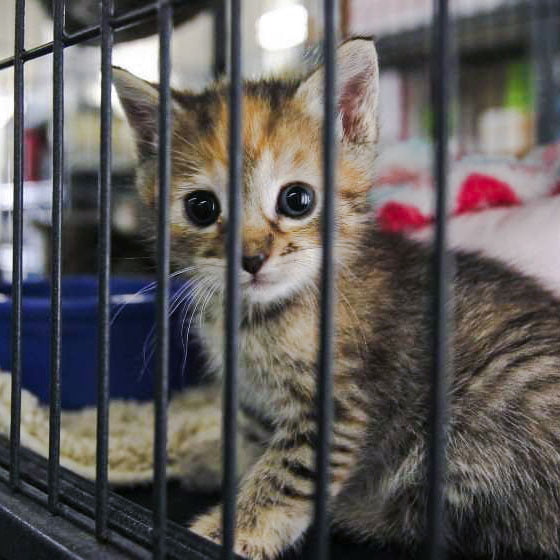 San Diego animal shelter kitten