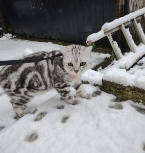 Tabby British Shorthair on leash in snow