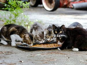 Feral cats feeding on dry cat food