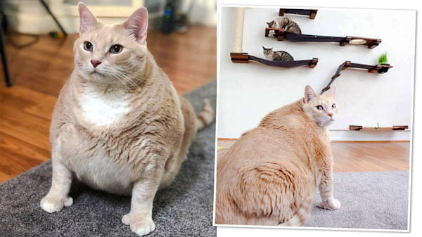 Bronson fat cat