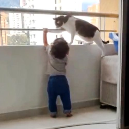 Cat acting as mom to this toddler as she has learned the behavior by observation