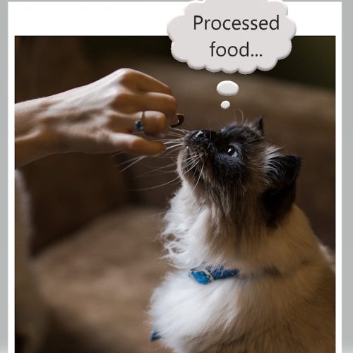 Cat allegies can be caused by processed foods