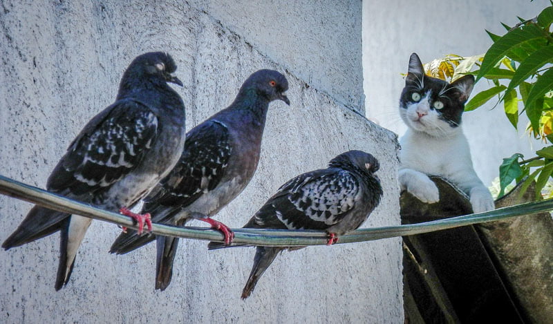 Cat observers three pigeons an apt picture for National Bird Day