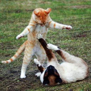 Cats playing is good exercise