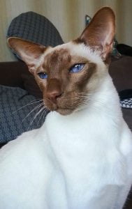 Chocolate point modern Siamese with unusual markings and a snow white coat