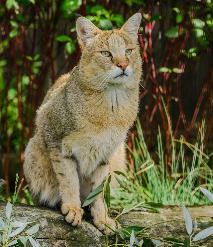 Jungle Cat (Felis Chaus)
