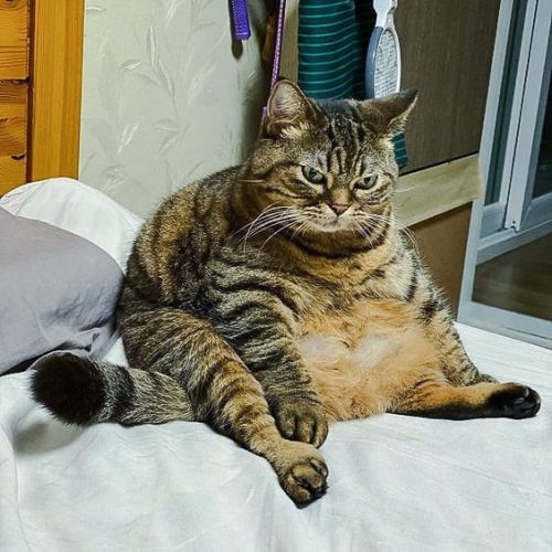 Obese tabby cat