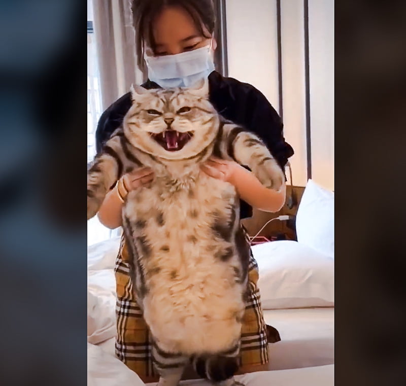 Picture and video of TikTok chonky tabby cat