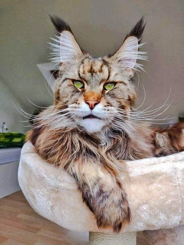 Picture of a Maine Coon who looks like a middle-aged man