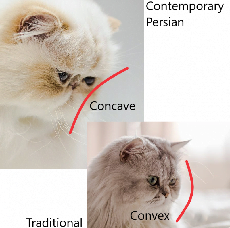 Picture of a concave-faced Persian cat