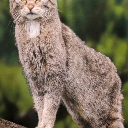 Photo of a wildcat by Melanie Kahl for the Wildkatzensymposium in der Fachhochschule, Erfurt