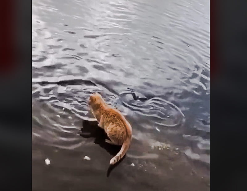 Picture of ginger tabby cat fishing and succeeding from a pond