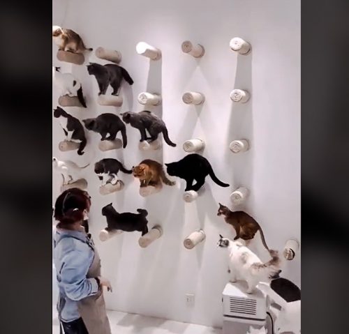 Picture of obedient and well trained cats who line up on wall climber
