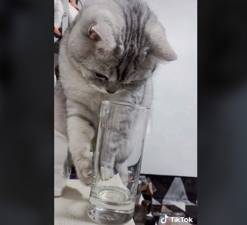 Picture of tabby cat thinking about pushing a glass of water off a shelf