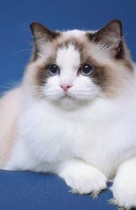 Picture of the perfect Ragdoll cat