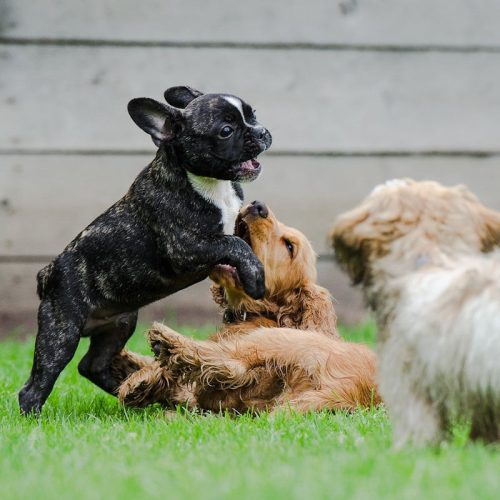 Puppies playing