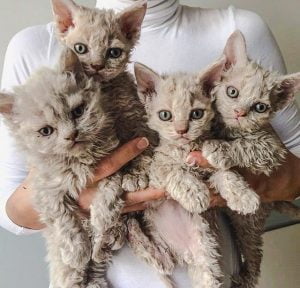 Selkirk Rex kittens - Poodle cat kittens