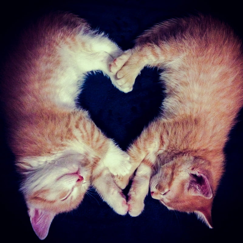 Sibling cats form a heart shape in a novel way