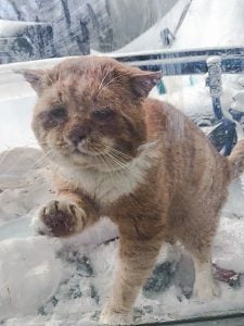 Stray ginger tabby survives Quebec winter and comes in from the cold