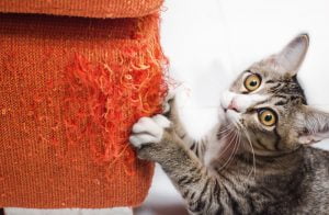 Tabby moggy causes household damage