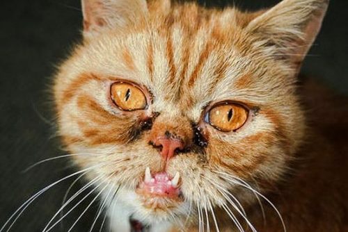 Picture of an ugly cat