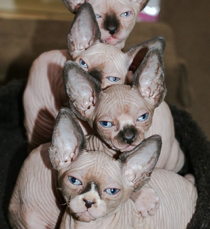 Dirty hairless cats
