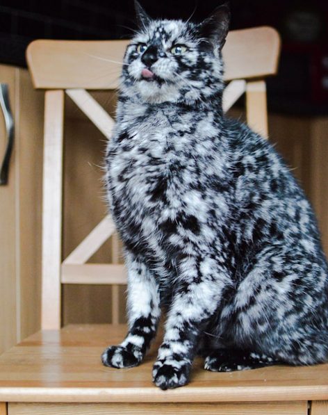 Black cat turning white in snowflake pattern thanks to vitiligo
