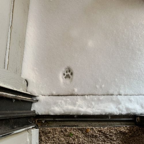 Cat paw print in snow