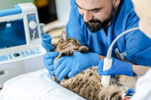 Does neutering male cats make then less strong?