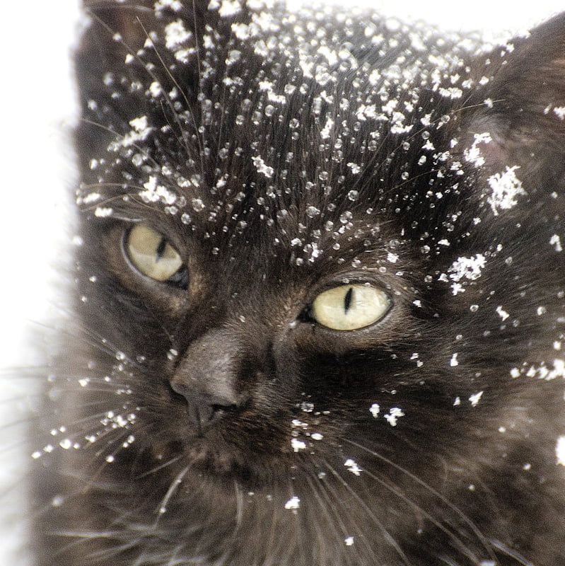 Domestic cat in the cold