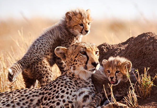 Female cheetah and cubs