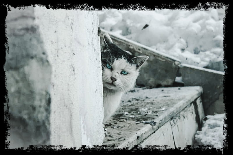 Feral cats in winter are vulnerable to harm