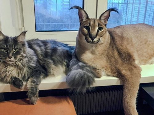 Gregory the tame caracal pet cat aka Big Floppa with his domestic cat friend probably a Maine Coon