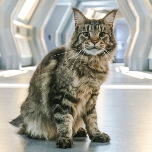 Grudge the Maine Coon cat actor in Star Trek Discovery