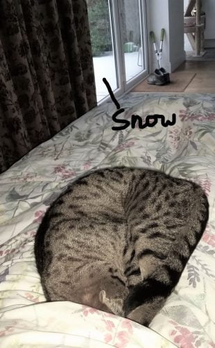 My cat sleeping soundly with snow outside
