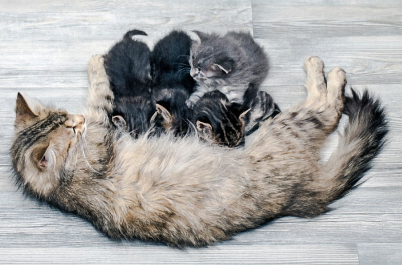 Kittens drinking their mother's colostrum