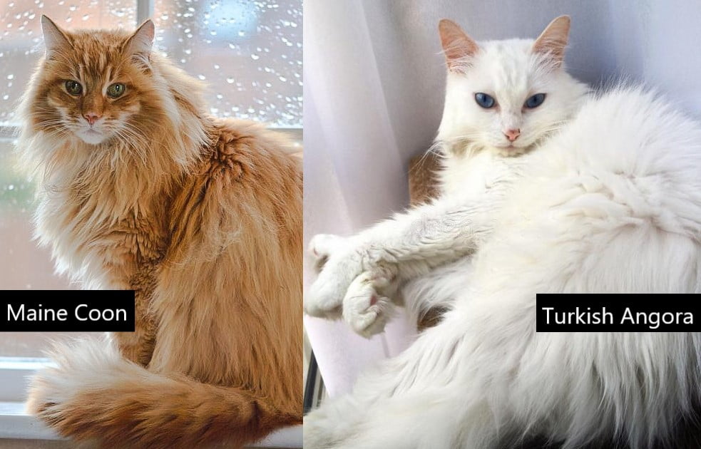 Maine Coon compared to the Turkish Angora
