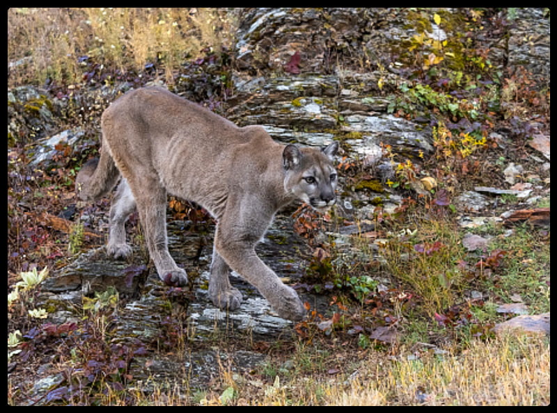 Mountain lion travelling