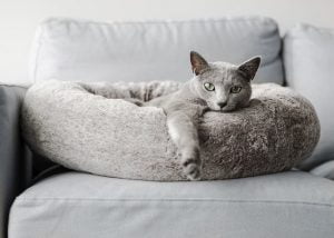 Noots Pets Modern Cat Products